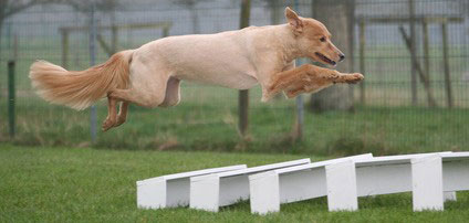 Der Hundesport Agility wurde 1977 in England "erfunden".