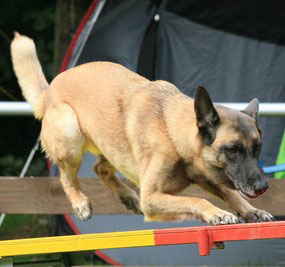 Agility verlangt dem Hund großes Geschick ab.