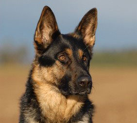 Deutscher Schäferhund als Blindenhund Der Schäferhund besitzt eine hohe Eignung als Blindenhund