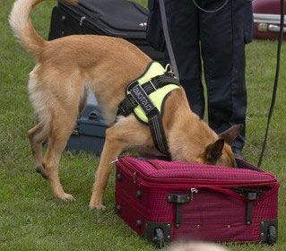 Spürhund des Zoll im Einsatz gegen Drogen