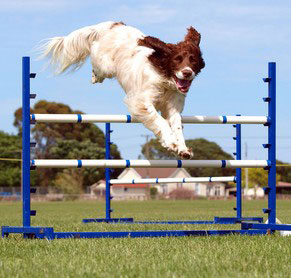 Entscheidend bei Agility ist vor allem die Geschicklichkeit des Hundes.