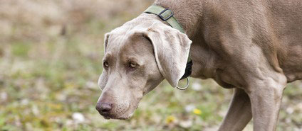 Ein Weimaraner beim Mantrailing