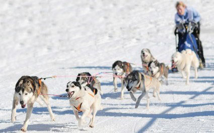 Beim Schlittenhunderenn werden Leader, Wheeler und Swinger eingesetzt.