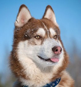 Der kräftige Alaskan Malamute eignet sich sehr gut für Schlittenhunderennen.