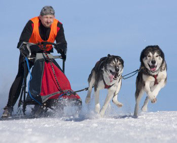 Zweier Schlittenhundegespann beim Konditionstraining