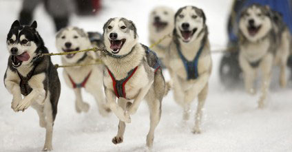 Schlittenhunde schaffen Distanzen von 200 KM in 24 Stunden.