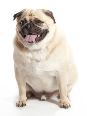 Mops mit Übergewicht