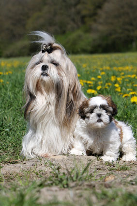 Tzu Charakter - Wesen - - Haltung | Hunde-fan.de