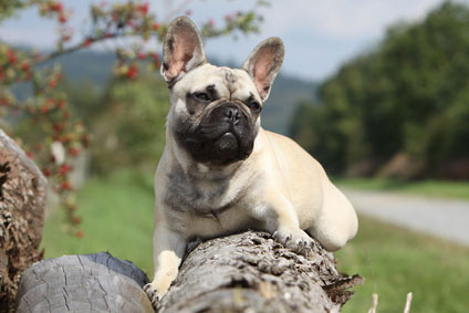 Französische Bulldogge: Wesen, Erziehung, Häufige Krankheiten & mehr!