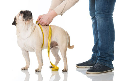 Wann ist ein Hund zu dick? Auch Hunde sollten regelmässig gewogen und gemessen werden.