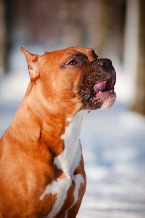 Der American Staffordshire Terrier hat ein dominantes Wesen