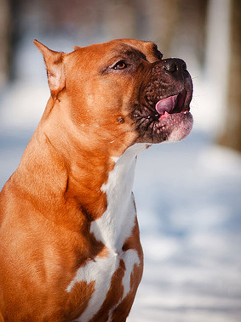 63+ American Staffordshire Terrier Bully Bulldog Pitbull Mix