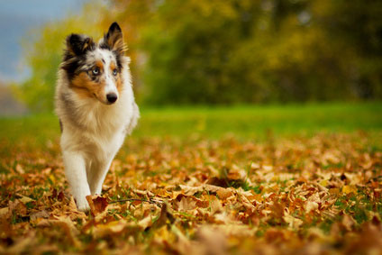 Australian Shepherd