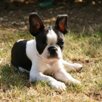 Boston_Terrier_Rasse_1