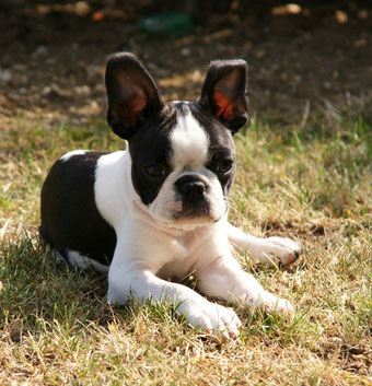 Boston Terrier