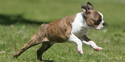 Boston_Terrier_2 Boston_Terrier_Hunderasse _2