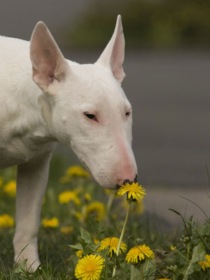 Bullterrier