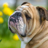 Englische_Bulldogge_Rasse1