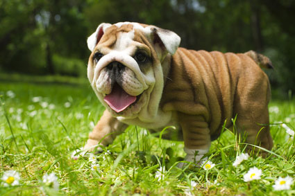 Englische Bulldogge 2019 Charakter - Wesen | Hunde-fan.de