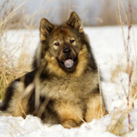 Eurasier_Rasse_1