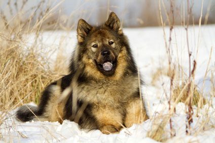 Eurasier