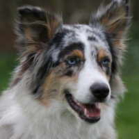 Australian_Shepherd_Rasse1