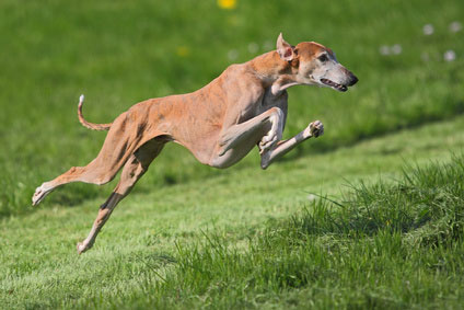 Greyhound