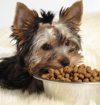 Hundefutter Test für Trockenfutter