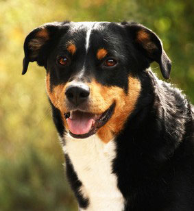 Der Appenzeller Sennenhund zeichnet sich durch eine hohe Intelligenz als perfekter Hütehund aus. Selbst im Kanton Appenzell und der Schweiz ist der Appenzeller Sennenhund eher selten anzutreffen