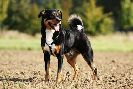 Appenzeller Sennenhund