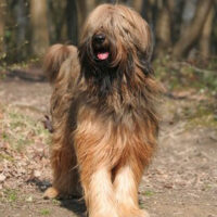 Briard Hund