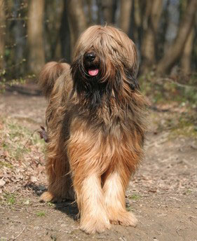 Briard Hund Der Briard war ursprünglich ein Hütehund
