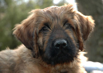 Briard