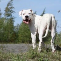 Dogo Argentino - ein Hund mit starkem Charakter