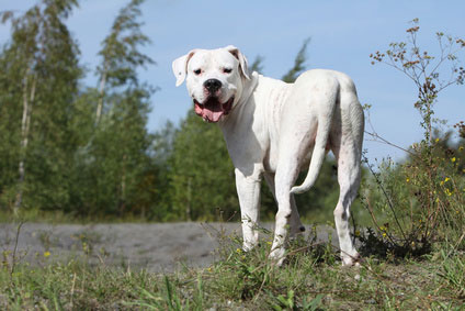 Dogo Argentino