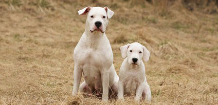 Der Dogo Argentino hat ein treues aber auch hartnäckiges Wesen und muss konsequent erzogen werden.