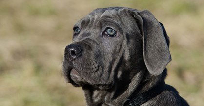 Der Mastino Napoletano braucht eine konsequente Erziehung, ansonsten kann er einen aggressiven und sturen Charakter entwickeln.