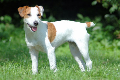 Der Parson Jack Russell Terrier ist auch ein guter Familienhund.