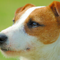 Der Parson Russell Terrier ist ein guter Jagdhund.