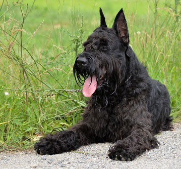 Riesenschnauzer mit sanftem Wesen