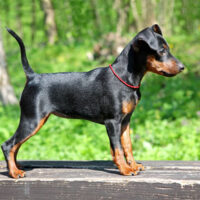 Zwergpinscher mit lebhaftem Wesen