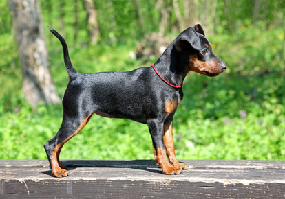 Zwergpinscher mit lebhaftem Wesen