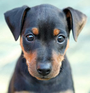 Zwergpinscher zeichnen sich durch eine anhänglichen und temperamentvollen Charakter aus.  Ihre Erziehung ist nicht allzu schwer, wenn man das Bedürfnis der Hunde nach Beschäftigung und Auslauf berücksichtigt.