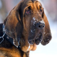 Bloodhound