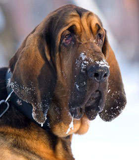 Bloodhounds haben einen guten Spürsinn.