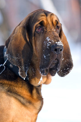 Bloodhound - Charakter - Erziehung - Haltung | Hunde-fan.de