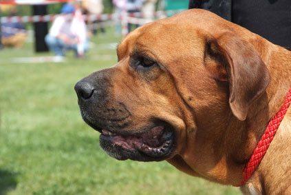 Broholmer 2019 Charakter Wesen Hunde Fan De