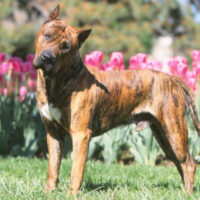 Dogo Canario