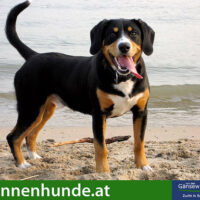 Der Entlebucher Sennenhund ist von lebhaftem Charakter und leibt das ausgelassene Spiel