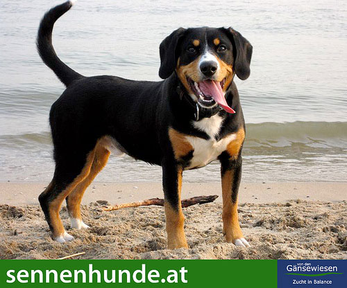 Der Entlebucher Sennenhund ist von lebhaftem Charakter und leibt das ausgelassene Spiel